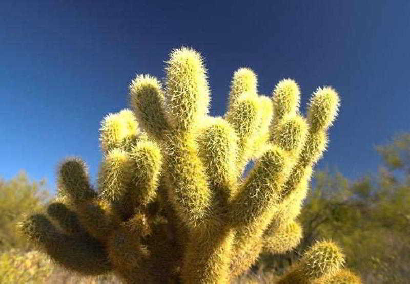 Sonesta Es Suites Phoenix Goodyear Dış mekan fotoğraf